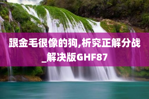 跟金毛很像的狗,析究正解分战_解决版GHF87